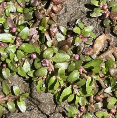 Elatine gratioloides (Waterwort) at Mount Ainslie - 7 Oct 2023 by JaneR