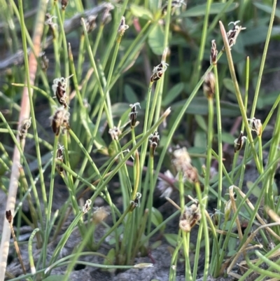 Eleocharis pusilla (Small Spike-rush) at Belconnen, ACT - 8 Oct 2023 by JaneR