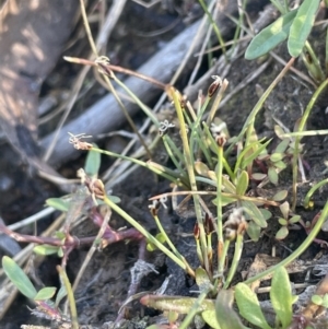 Eleocharis pusilla at Belconnen, ACT - 8 Oct 2023