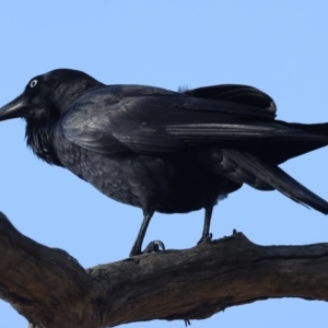 Corvus coronoides at Majura, ACT - 6 Oct 2023