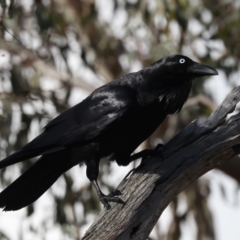 Corvus coronoides at Majura, ACT - 6 Oct 2023