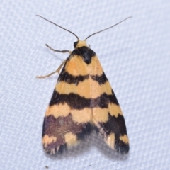 Thallarcha partita (Dark-banded Footman) at QPRC LGA - 9 Oct 2023 by DianneClarke