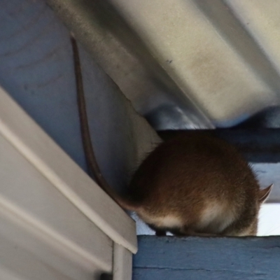 Unidentified Rodent at Broulee Moruya Nature Observation Area - 8 Oct 2023 by LisaH