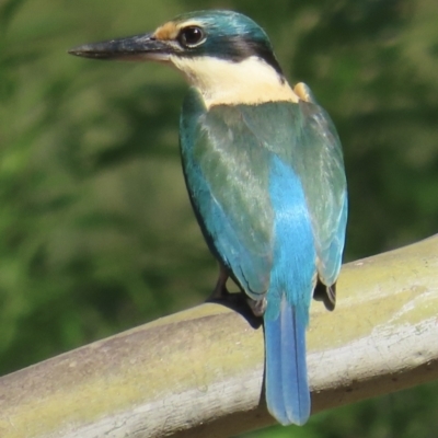 Todiramphus sanctus (Sacred Kingfisher) at Araluen, NSW - 5 Oct 2023 by RobParnell