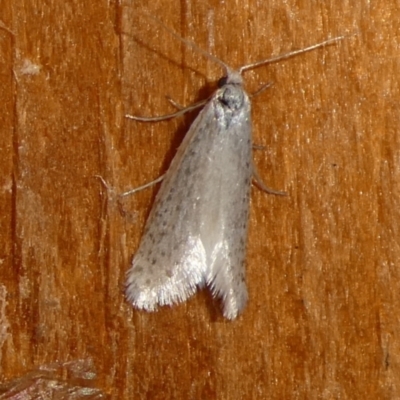 Unidentified Other moth at Charleys Forest, NSW - 9 Oct 2023 by arjay
