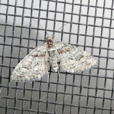 Phrissogonus laticostata (Apple looper moth) at QPRC LGA - 8 Oct 2023 by arjay