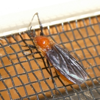 Bibio imitator (Garden maggot) at Charleys Forest, NSW - 8 Oct 2023 by arjay