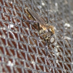 Bibio sp. (genus) (A garden maggot) at Mongarlowe River - 8 Oct 2023 by arjay