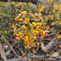 Bossiaea riparia at Peak View, NSW - 10 Oct 2021 by Csteele4