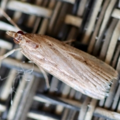 Unidentified Pyralid or Snout Moth (Pyralidae & Crambidae) at Moruya, NSW - 9 Oct 2023 by LisaH