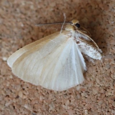 Unidentified Noctuoid moth (except Arctiinae) at Moruya, NSW - 9 Oct 2023 by LisaH