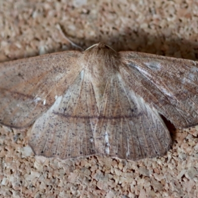 Unidentified Geometer moth (Geometridae) at Moruya, NSW - 9 Oct 2023 by LisaH