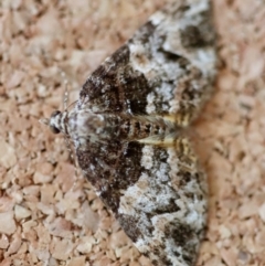 Unidentified Geometer moth (Geometridae) at Moruya, NSW - 9 Oct 2023 by LisaH