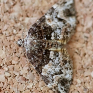 Chrysolarentia phaedra at Moruya, NSW - suppressed