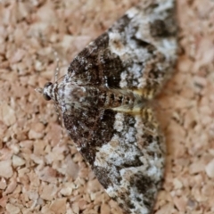 Chrysolarentia phaedra at Moruya, NSW - suppressed