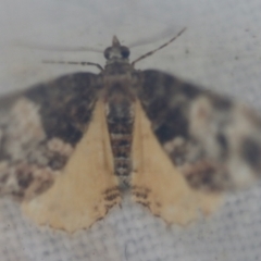 Chrysolarentia phaedra at Moruya, NSW - suppressed