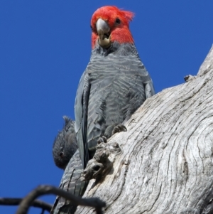 Callocephalon fimbriatum at Ainslie, ACT - 6 Oct 2023