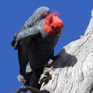 Callocephalon fimbriatum at Ainslie, ACT - 6 Oct 2023