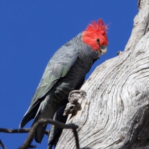 Callocephalon fimbriatum at Ainslie, ACT - 6 Oct 2023