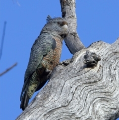 Callocephalon fimbriatum at Ainslie, ACT - 6 Oct 2023