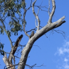 Callocephalon fimbriatum at Ainslie, ACT - 6 Oct 2023