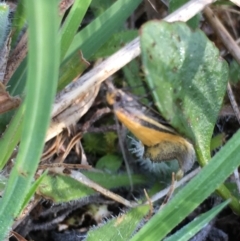 Philobota undescribed species near arabella (A concealer moth) at Lower Borough, NSW - 7 Oct 2023 by mcleana