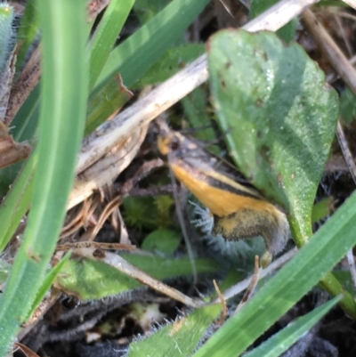 Philobota undescribed species near arabella (A concealer moth) at Lower Borough, NSW - 7 Oct 2023 by mcleana