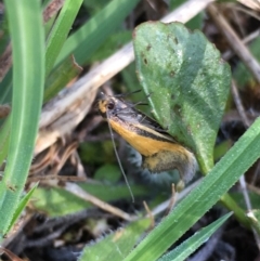 Philobota undescribed species near arabella at Lower Borough, NSW - 7 Oct 2023