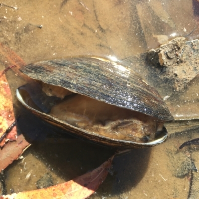 Velesunio ambiguus (Balonne Freshwater Mussel) at Lower Borough, NSW - 1 Oct 2023 by mcleana