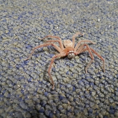 Neosparassus sp. (genus) (Unidentified Badge huntsman) at Penrose - 4 Oct 2023 by Aussiegall