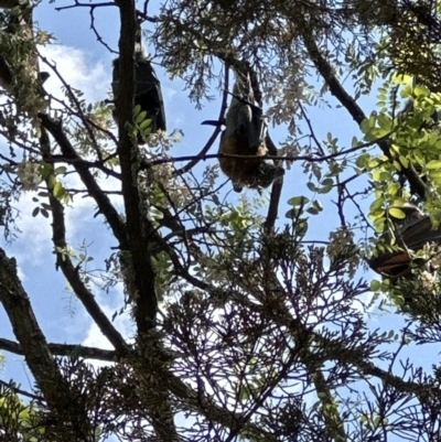 Pteropus poliocephalus (Grey-headed Flying-fox) at Kangaroo Valley, NSW - 10 Oct 2023 by lbradleyKV