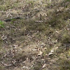 Morelia spilota spilota (Diamond Python) at Kangaroo Valley, NSW - 10 Oct 2023 by lbradleyKV