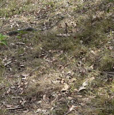 Morelia spilota spilota (Diamond Python) at Kangaroo Valley, NSW - 10 Oct 2023 by lbradley