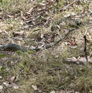 Morelia spilota spilota at Kangaroo Valley, NSW - suppressed