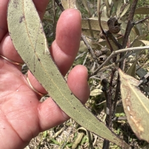 Eucalyptus tereticornis subsp. tereticornis at Kangaroo Valley, NSW - suppressed