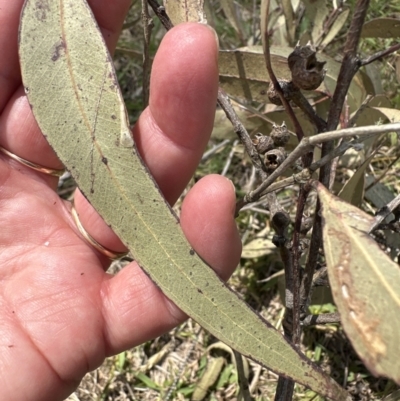 Eucalyptus tereticornis subsp. tereticornis (Forest Red Gum) at Kangaroo Valley, NSW - 10 Oct 2023 by lbradleyKV