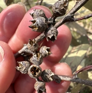 Eucalyptus tereticornis subsp. tereticornis at suppressed - 10 Oct 2023