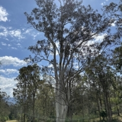 Eucalyptus tereticornis subsp. tereticornis at Kangaroo Valley, NSW - suppressed