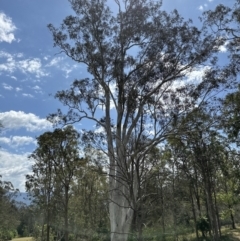 Eucalyptus tereticornis subsp. tereticornis at suppressed - 10 Oct 2023