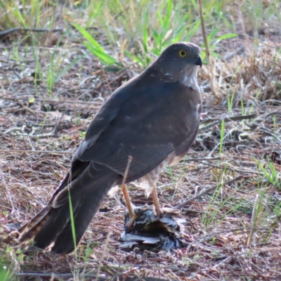 Accipiter cirrocephalus (Collared Sparrowhawk) at Braidwood, NSW - 9 Oct 2023 by MatthewFrawley