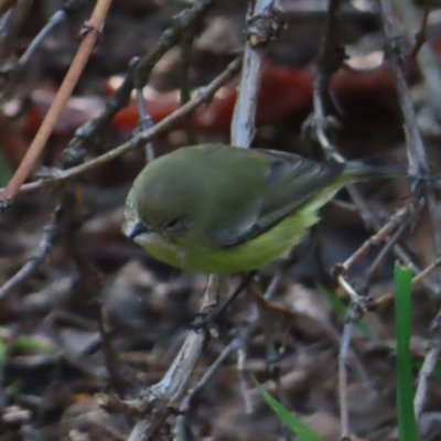 Acanthiza nana (Yellow Thornbill) at QPRC LGA - 9 Oct 2023 by MatthewFrawley