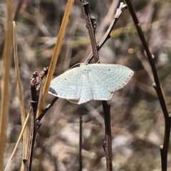 Poecilasthena (genus) (A looper moth) at Captains Flat, NSW - 10 Oct 2023 by Csteele4