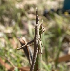 Heide amiculi (Heath Matchstick) at Tallong, NSW - 9 Oct 2023 by AJB