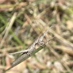 Heide sp. (genus) at Tallong, NSW - 9 Oct 2023