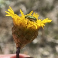Diphucephala sp. (genus) (Green Scarab Beetle) at Penrose - 9 Oct 2023 by AJB