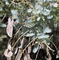 Acacia baileyana (Cootamundra Wattle, Golden Mimosa) at Karabar, NSW - 9 Oct 2023 by JaneR