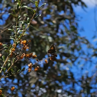 Paralucia aurifera (Bright Copper) at Captains Flat, NSW - 10 Oct 2023 by Csteele4