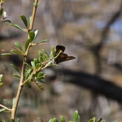 Paralucia aurifera at Captains Flat, NSW - 10 Oct 2023