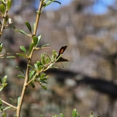 Paralucia aurifera at Captains Flat, NSW - 10 Oct 2023 12:39 PM