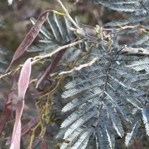 Acacia dealbata subsp. dealbata at Karabar, NSW - 9 Oct 2023